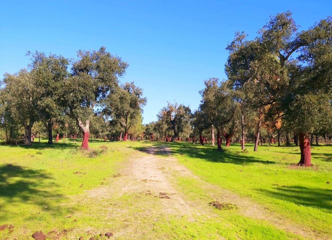 Casas Herdade Do Convento Da Serra Алмейрин Экстерьер фото